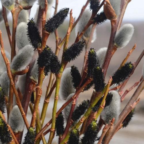 Salix gracilistyla Melanostachys - Future Forests