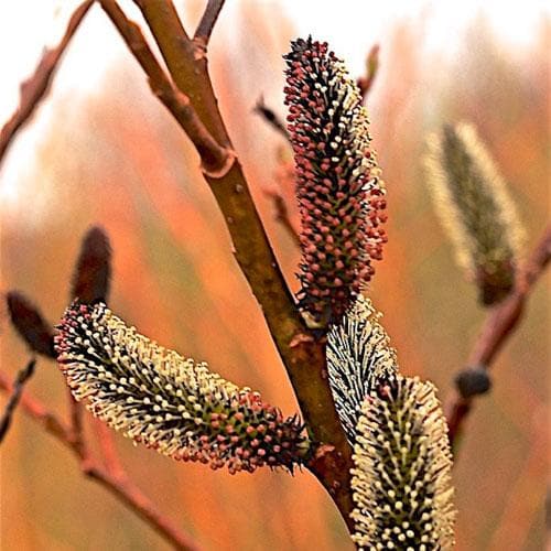 Salix gracilistyla Melanostachys - Future Forests
