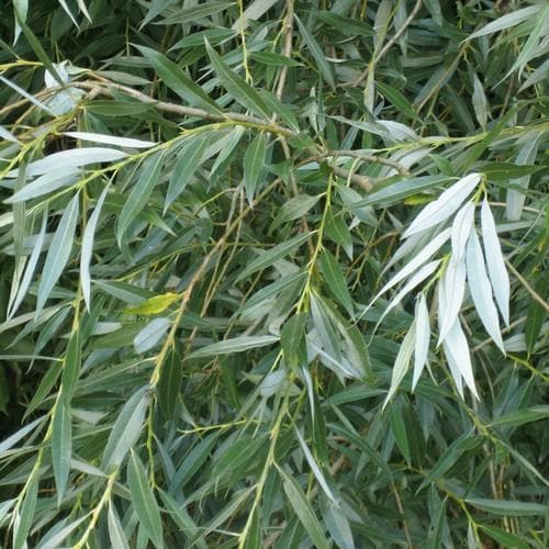 Salix alba - White Willow - Future Forests