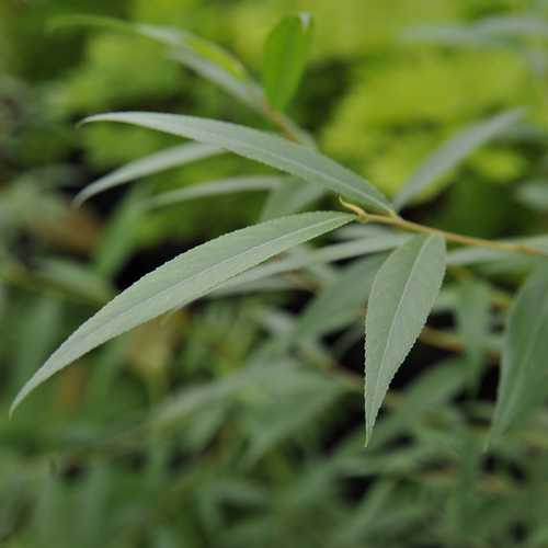 Salix alba Chermesina - Future Forests