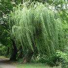 Salix alba Tristis - Golden weeping Willow – Future Forests