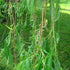 Salix alba Tristis - Golden weeping Willow - Future Forests