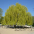 Salix alba Tristis - Golden weeping Willow - Future Forests