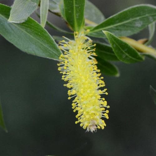 Salix alba Vittelina - Future Forests