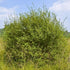Salix aurita - Eared Willow - Future Forests