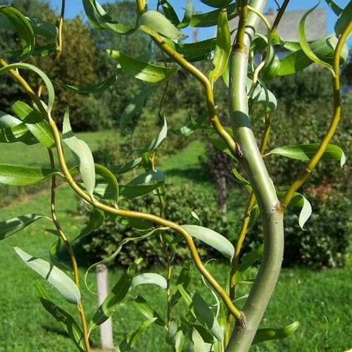 Salix babylonica Tortuosa - Contorted willow - Future Forests