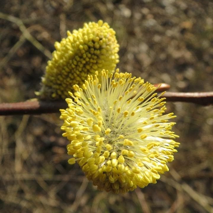 Salix caprea - Pussy Willow - Future Forests