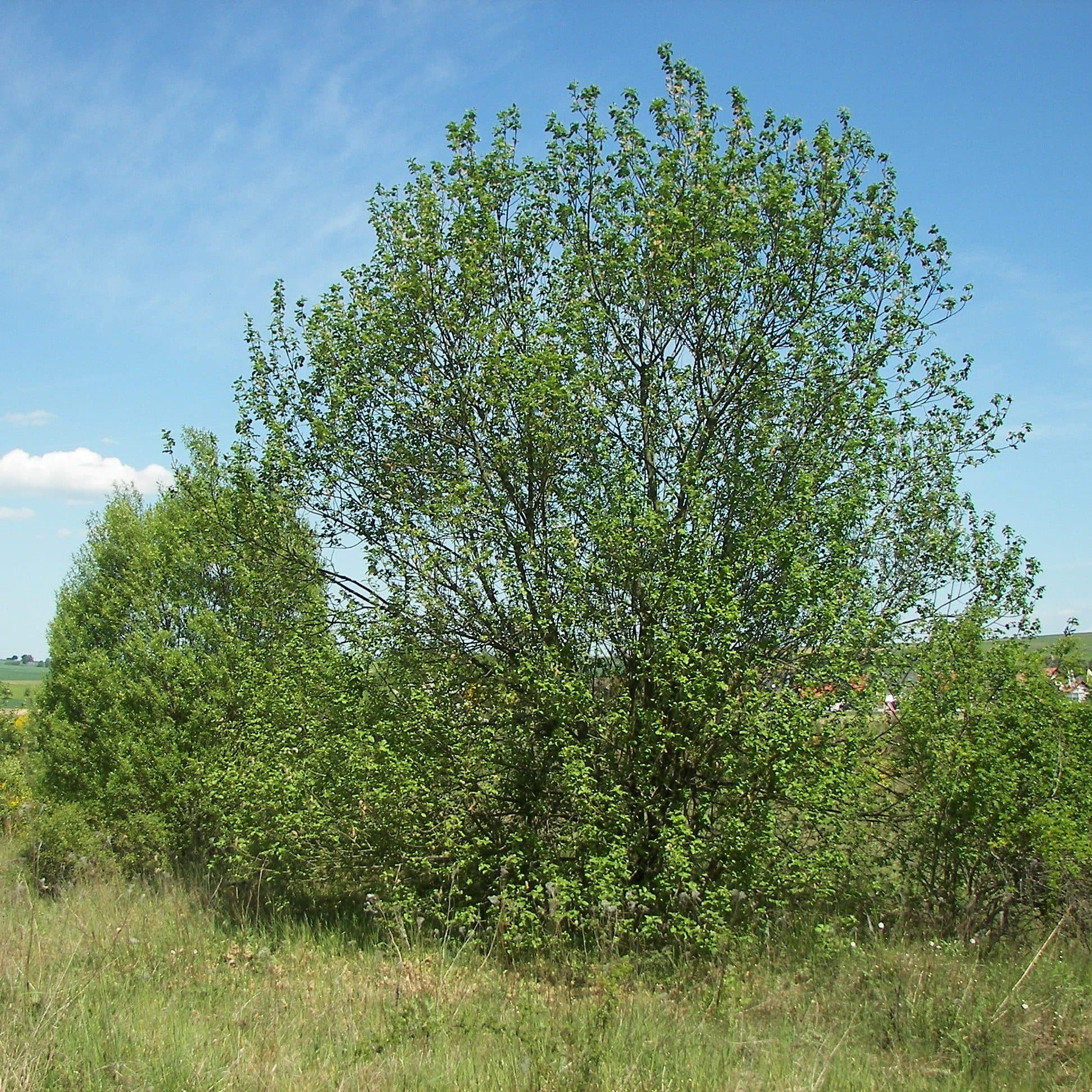 Salix caprea - Pussy Willow - Future Forests