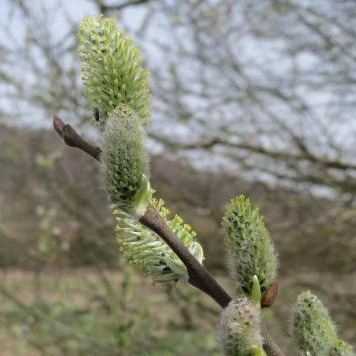 Salix cinerea - Grey Willow - Future Forests