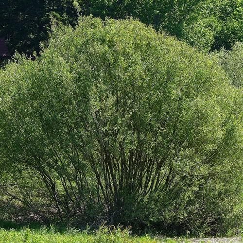 Salix daphnoides - Violet Willow - Future Forests