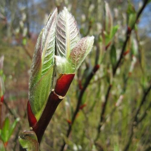 Salix fargesii - Future Forests