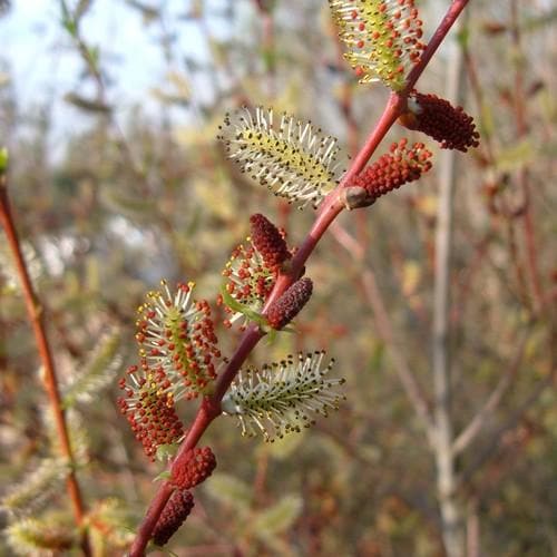 Salix purpurea - Future Forests