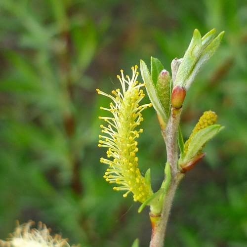 Salix rosmarinifolia - Future Forests