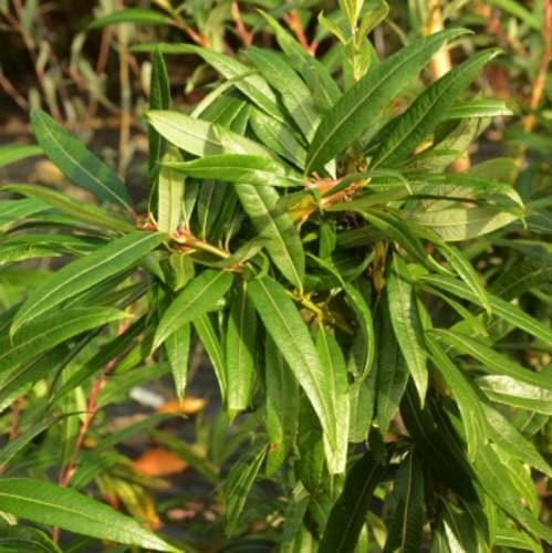 Salix udensis Sekka - Future Forests