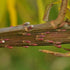 Salix udensis Sekka - Future Forests