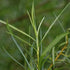 Salix viminalis - Common Osier - Future Forests
