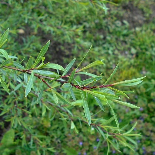 Salix purpurea Nana