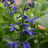 Salvia guaranitica Black and Bloom