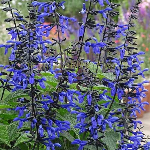 Salvia Guaranitica Black And Bloom Future Forests salvia-guaranitica-black-and-bloom-future-forests