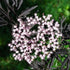Sambucus nigra Black Lace - Future Forests