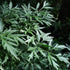Sambucus nigra Laciniata - Future Forests