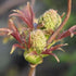 Sambucus racemosa Plumosa Aurea - Future Forests
