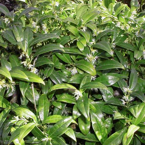 Sarcococca Humilis Sarcococca hookeriana var. humilis – Future Forests