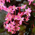 Saxifraga fortunei Black Ruby - Future Forests