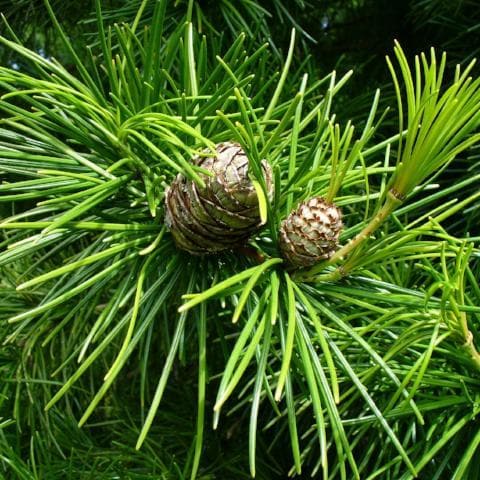 Sciadopitys verticillata - Japanese Umbrella Pine