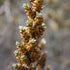 Sea Buckthorn Pollmix (Male) - Future Forests