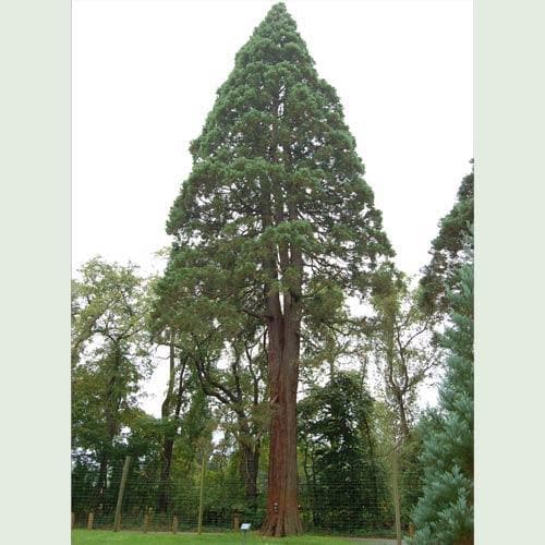 Sequoiadendron giganteum - Future Forests
