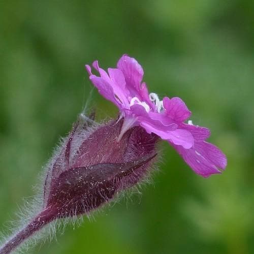 Silene Dioica - Future Forests