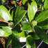 Skimmia japonica Kew White - Future Forests