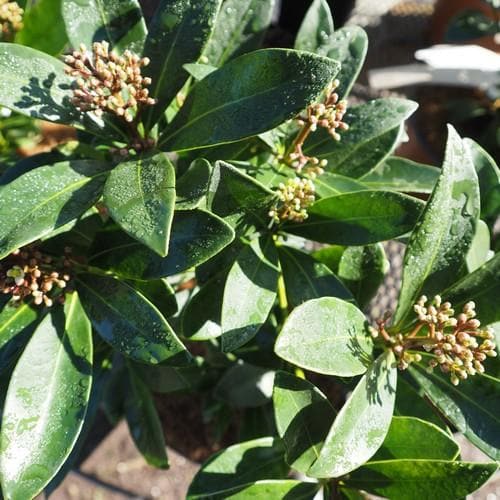 Skimmia japonica Nymans - Future Forests
