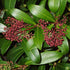 Skimmia japonica Rubinetta - male