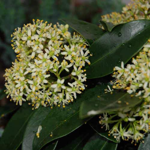 Skimmia japonica subsp. reevesiana - self fertile