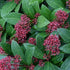 Skimmia japonica subsp. reevesiana Ruby King - Future Forests