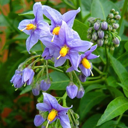 Solanum crispum Glasnevin