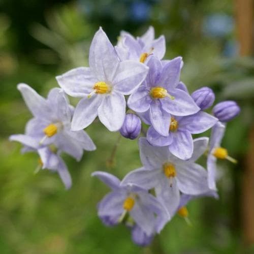 Solanum jasminoides Blue