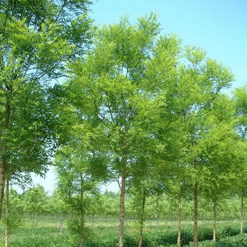 Sophora japonica Princeton Upright - Future Forests