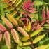 Sorbaria sorbifolia Sem - Future Forests
