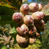 Sorbus megalocarpa