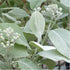 Sorbus Aria Lutescens - Future Forests
