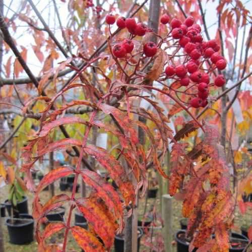 Sorbus Chinese Lace - Future Forests