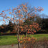Sorbus Copper Kettle - Future Forests