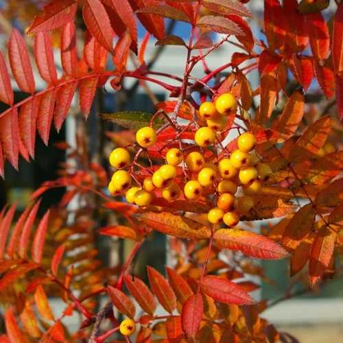 Sorbus Copper Kettle - Future Forests