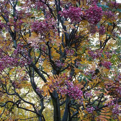 Sorbus pseudohupehensis Pink Pagoda - Future Forests