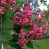Sorbus pseudohupehensis Pink Pagoda