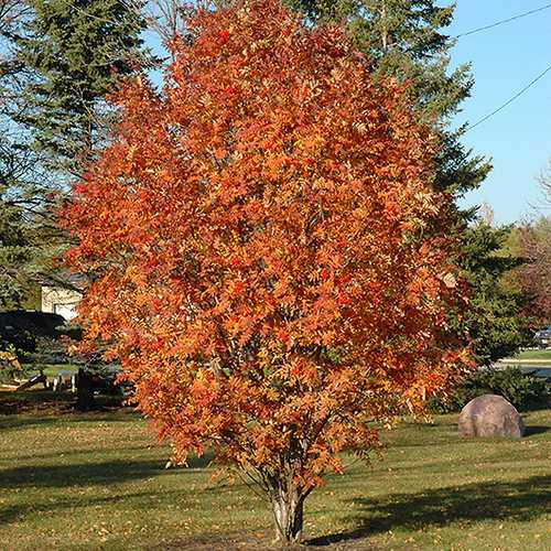 Sorbus aucuparia Cardinal Royal - Future Forests