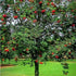 Sorbus aucuparia Cardinal Royal - Future Forests